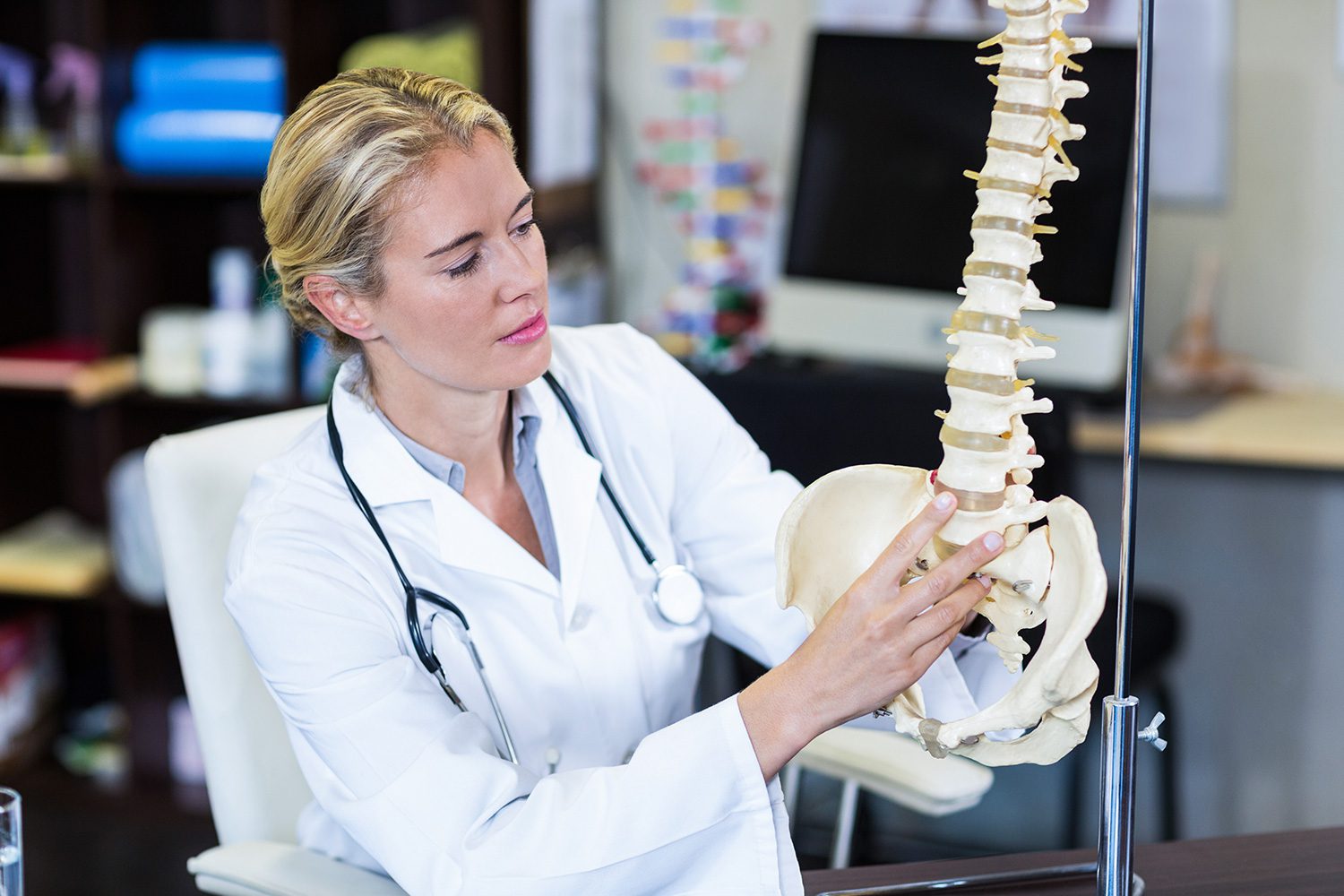 A doctor is holding up the spine of a model.